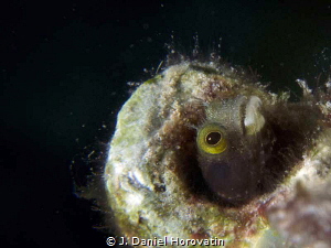 A spinyhead blenny look for its lunch by J. Daniel Horovatin 